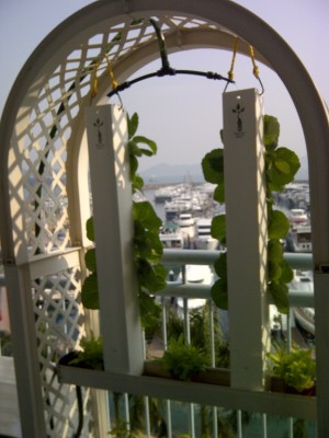 Balcony-of-Coastline-Villa-5.1-4-weeks-later
