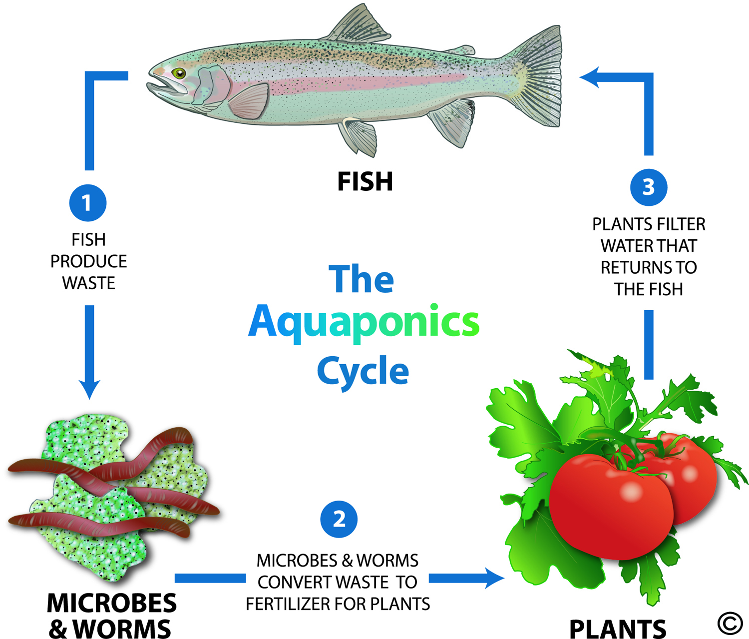Aquaponics Cycle