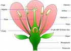 Pollination in an Aquaponics System