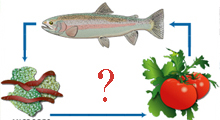 What is Aquaponics?