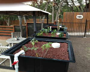 BL System: Aquaponics how long to cycle