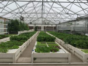 what is aquaponics: learn about aquaponic plant growing