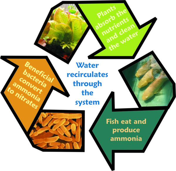 What Are The Benefits Of Growing Aquaponically The Aquaponic Source