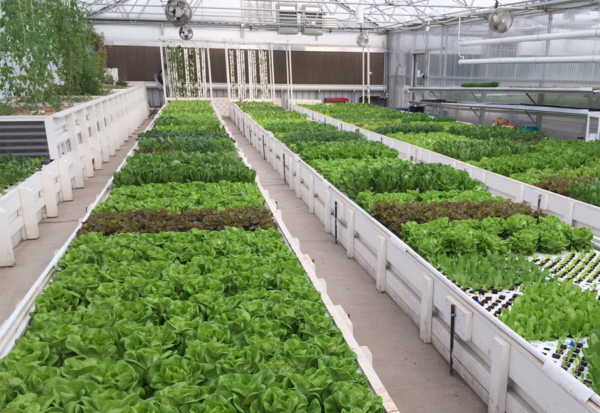 Aquaponic Farming Training | The Aquaponic Source