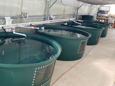 Aquaponic Fish Tanks | The Aquaponic Source