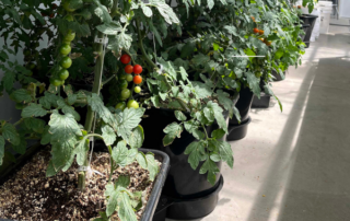 Tomatoes grown in black AutoPot 1Pot XL Module