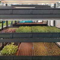 microgreens in nursery