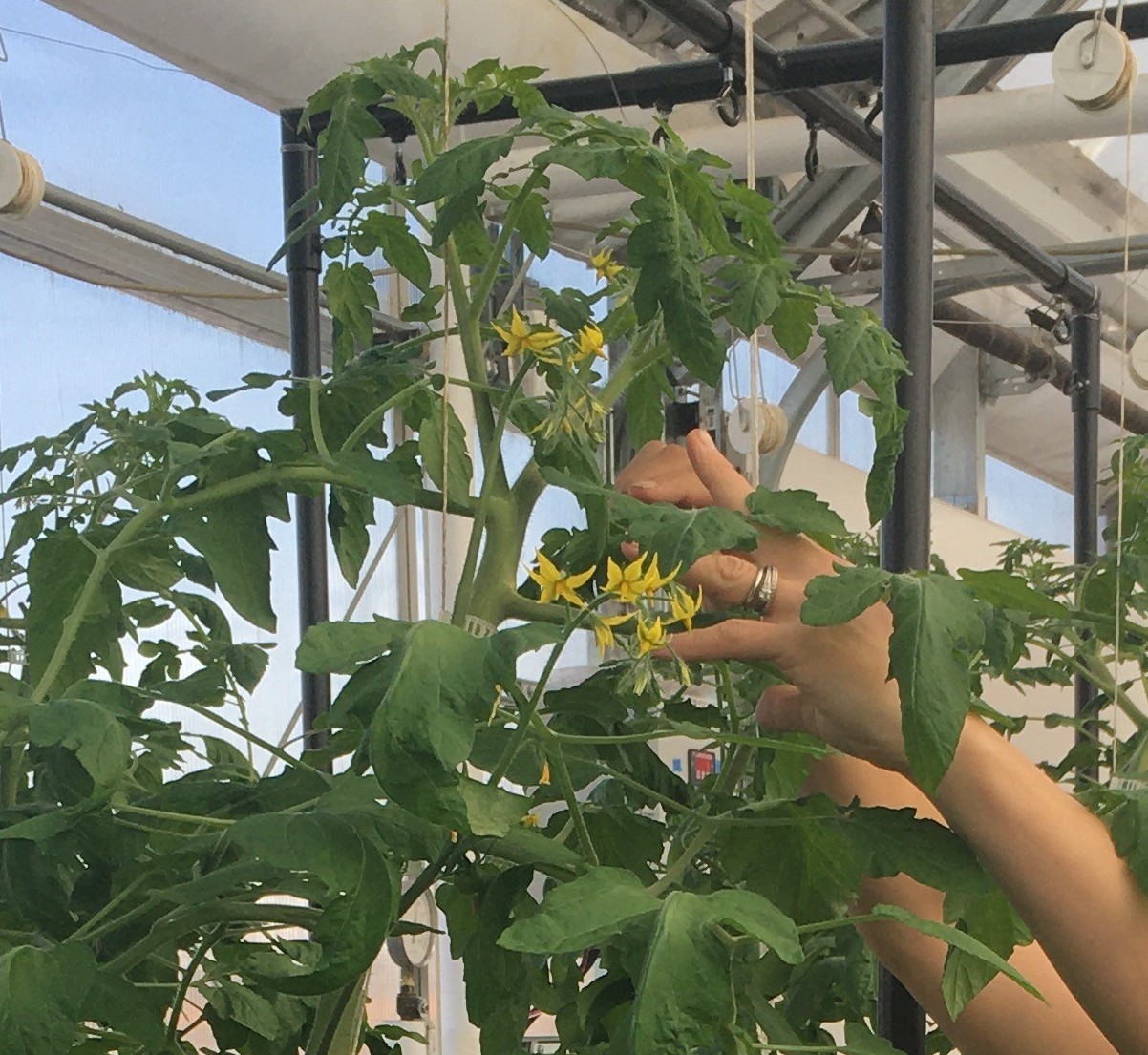 tomatoes in aquabundance media beds mhcd